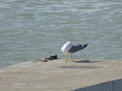 Larus michahellis