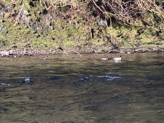 Mergus merganser americanus