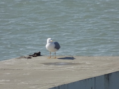 Larus michahellis