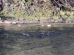 Mergus merganser americanus