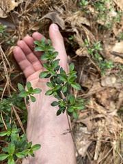 Clinopodium carolinianum
