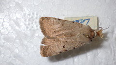 Chersotis margaritacea