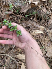 Clinopodium carolinianum