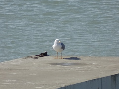Larus michahellis