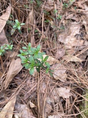 Clinopodium carolinianum