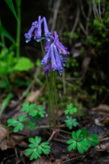Corydalis
