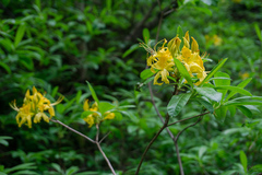 Rhododendron luteum