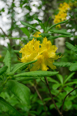 Rhododendron luteum