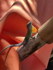 Anolis grahami