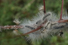 Thaumetopoea solitaria