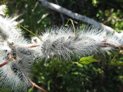 Thaumetopoea solitaria