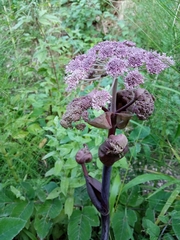 Angelica gigas