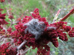 Thaumetopoea solitaria