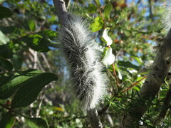 Thaumetopoea solitaria