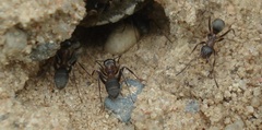 Formica cunicularia