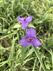 Tradescantia occidentalis