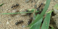 Formica cunicularia