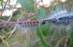 Thaumetopoea solitaria