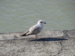 Larus michahellis
