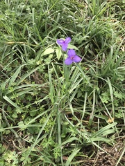 Tradescantia occidentalis