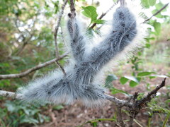 Thaumetopoea solitaria