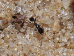 Pheidole metallescens