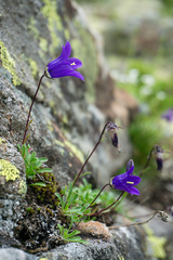 Campanula tridentata biebersteiniana