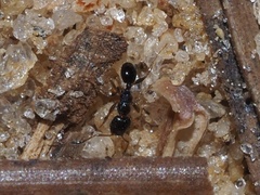Pheidole metallescens