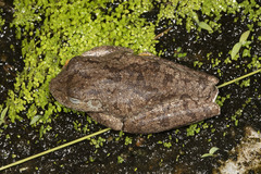 Boana xerophylla