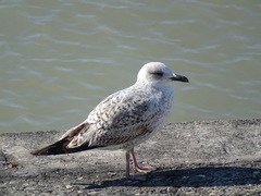 Larus michahellis
