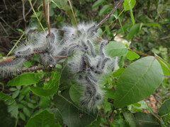 Thaumetopoea solitaria