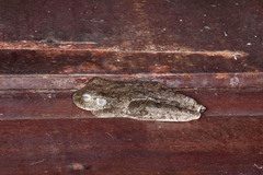 Boana xerophylla
