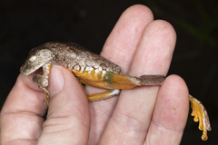 Boana xerophylla