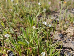 Plagiobothrys tenellus