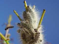 Thaumetopoea solitaria