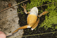 Boana xerophylla