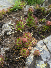 Sempervivum