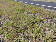 Plagiobothrys tenellus