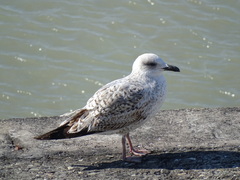 Larus michahellis