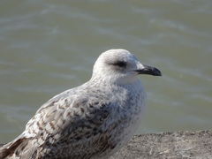 Larus michahellis