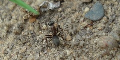 Formica cunicularia