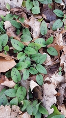 Symphytum grandiflorum