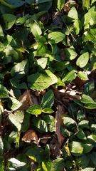 Symphytum grandiflorum