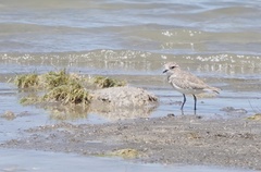 Charadrius alticola