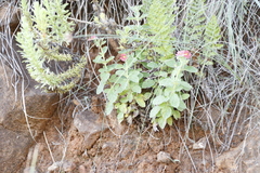 Jamesbrittenia breviflora