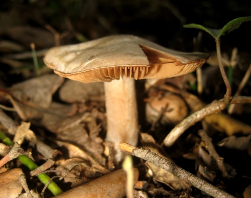 Representative image of Cortinarius argentatus