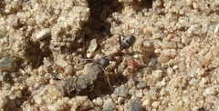 Formica cunicularia