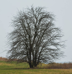 Pyrus communis pyraster