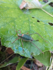 Barbitistes serricauda