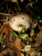 Cortinarius argentatus